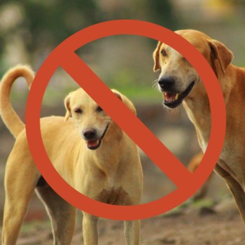 Why Stray Dogs Banned?
