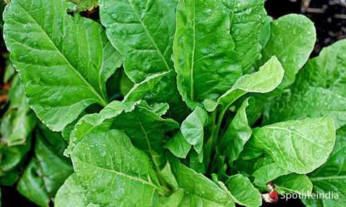 Spinach - Immune Boosting Foods