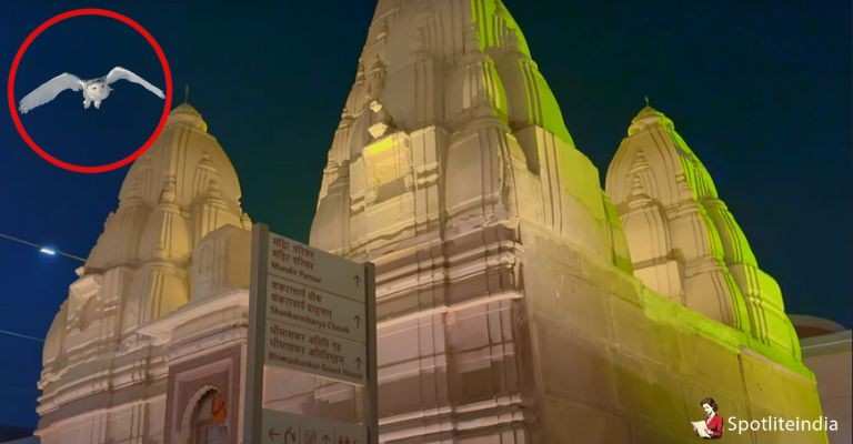 White owl on Kashi Temple