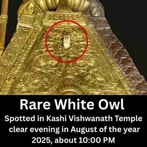 White Owl Spotted on Kashi Temple
